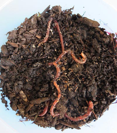 Photo of worms emerging from a pot of soil