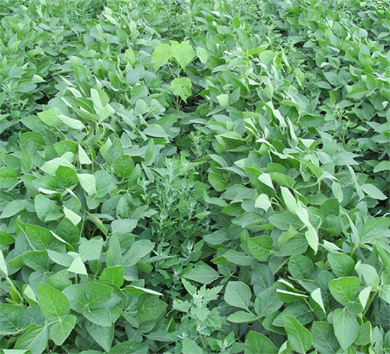 soybean field without weed control