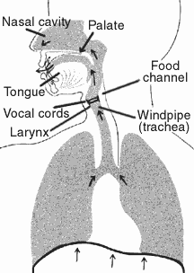 Diagram of air moving through a human airway during singing