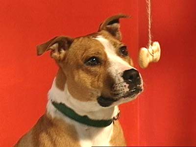 A treat tied to a string is suspended in front of a dog