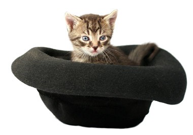 A kitten sitting in a hat