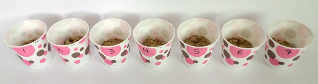 Seven paper cups each filled with soil in increasing dampness.