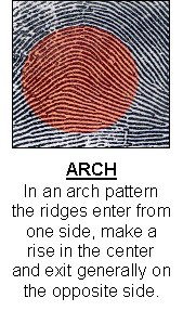 A fingerprint with slightly arched ridges