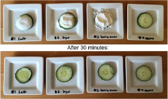 Before and after pictures of 4 cucumber slices: the first covered in salt, the second, covered in sugar, the third covered in baking powder, and the last not covered in anything
