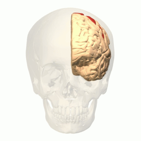 A transparent human skull holds the left hemisphere of the brain with the motor cortex highlighted in red near the top