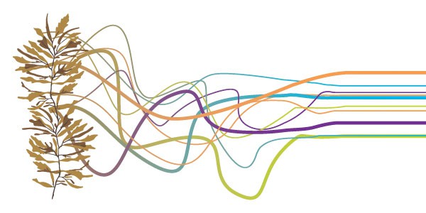 Colorful tangled lines that stream away from seaweed and slowly organize themselves into rows. 