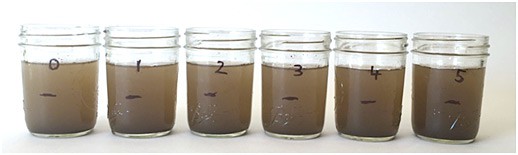 Six mason jars are filled with murky brown water