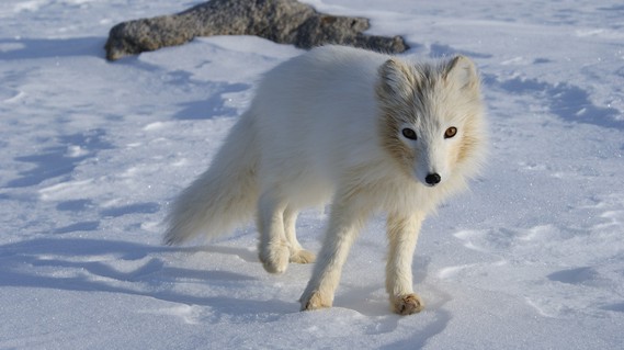 White arctic fox in the snow