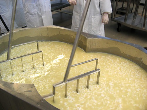 Milk curdles in a large steel vat