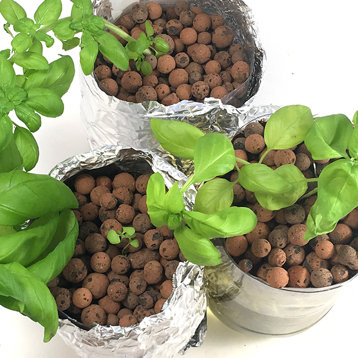 Three containers of plants for hydroponics experiment