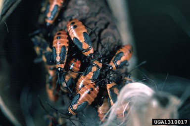 Milkweed bugs undergoing metamorphsis