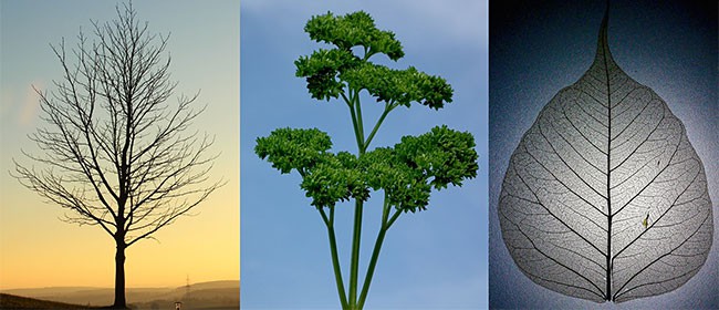 Three examples of branching structures in nature. The left picture shows a tree without leaves. The middle picture shows a stem of parsley. The right picture shows a leaf with prominent veins.