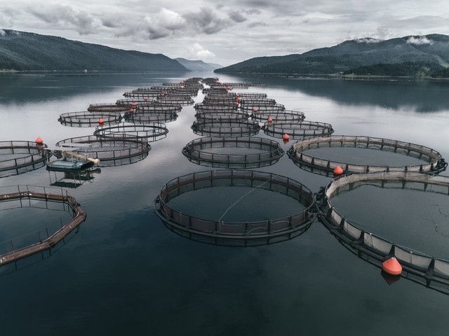 fish farm