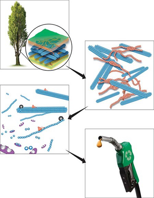 Diagram of cellulose extracted from plant matter, cleaned, broken down into glucose, and fermented into ethanol