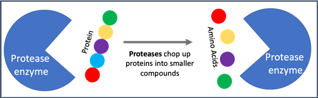 Schematic drawing of how a protease enzyme breaks up proteins into amino acids.