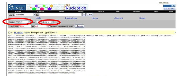 Screenshot of a FASTA formatted sequence displayed on the website ncbi.nlm.nih.gov