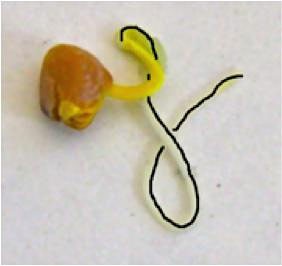 Photo of a seed germinating with a string being used to measure the root length