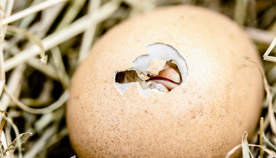 Egg with a hole in it where a chick is hatching