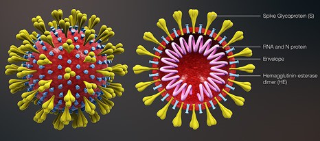 Coronavirus diagram showing the viral RNA in the center surrounded by an envelope with surface proteins. 