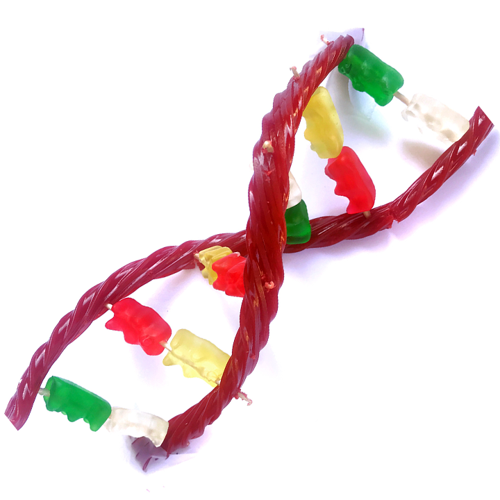 Candy DNA model for DNA Day
