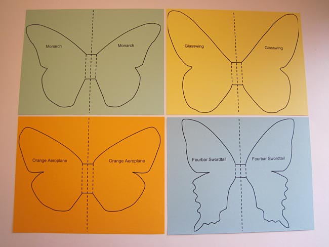 Four printed outlines of four different butterfly species