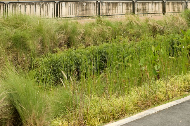 A strip of wild grasses between paved sections. 