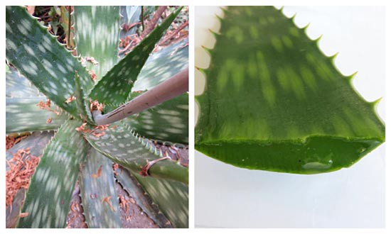 Photo of an aloe vera plant on the left and a leaf from an aloe vera plant cut open on the right