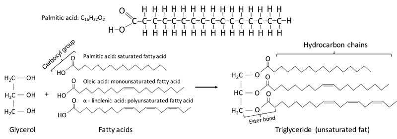 Diagram shows the chemical structure of palmitic acid, glycerol, fatty acids and triglycerides