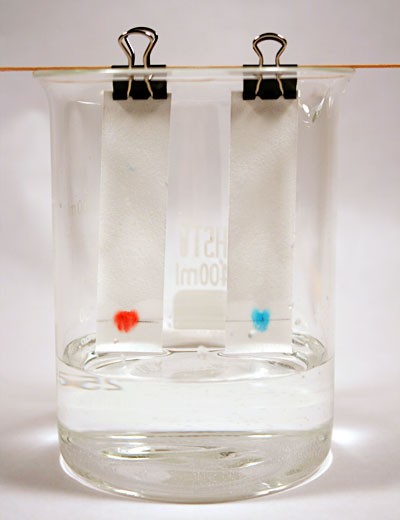Two paper chromatography strips slowly absorb alcohol from a beaker