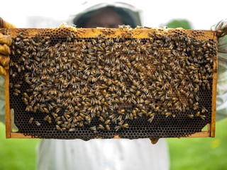 honeycomb with bees