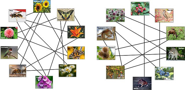 Pictures of different animals and plants connected with black lines to show the interdependence between them for seed dispersal and pollination. 