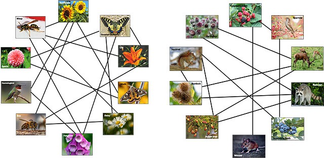 The Role of Interdependence for Pollination and Seed Dispersal | Lesson Plan The Role of Interdependence for Pollination and Seed Dispersal | Lesson Plan