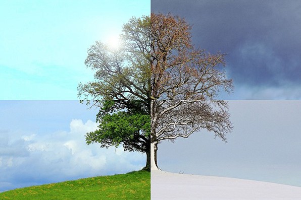 Tree showing how it looks in all four seasons