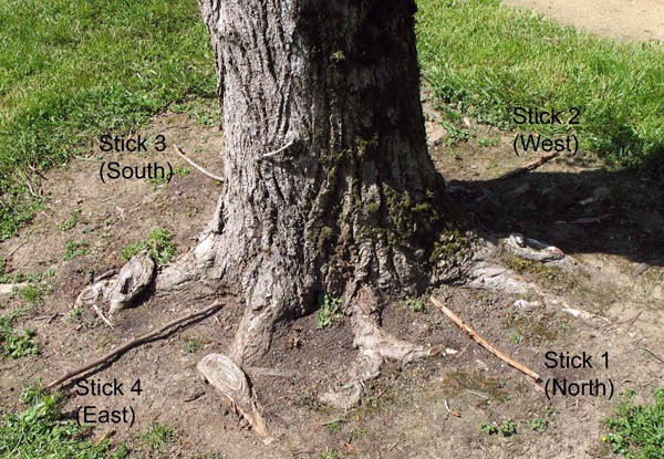 Photo of the base of a tree with four sticks pointing in the cardinal directions of north, south, east and west