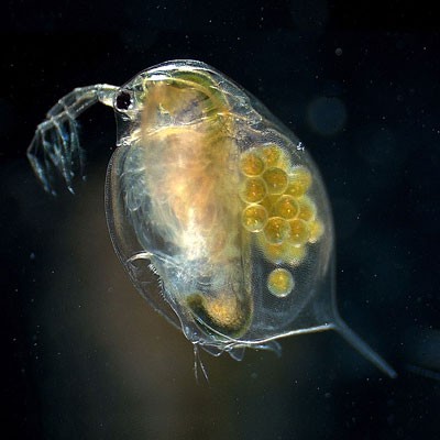 Photo of a female adult water flea