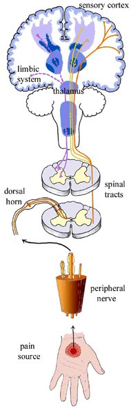 A diagram of how the feeling is transferred from a hand to the brain