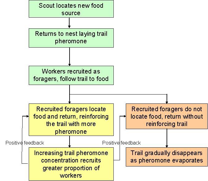 Flow chart describing Pharaoh's ants foraging communication