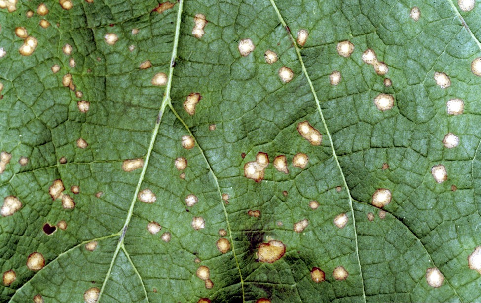 Detect Discolored Leaves with an Arduino Color Sensor | Science Project