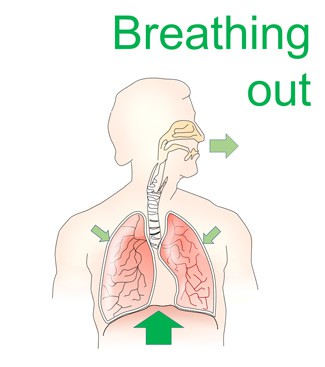 Drawn diagram of a persons lungs contracting during a breath out