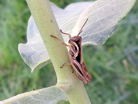 Photo of a brown grasshopper on a plant stem