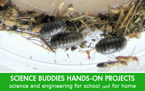 Weekly Science Activity Spotlight / Bugs and Insect Biodiversity Science Project for School or Family Science