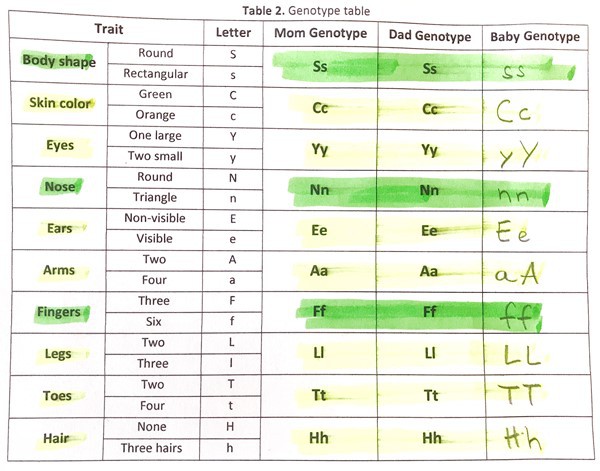 Filled out alien genotype table that shows the genotypes of both parents as well as the baby alien for all 10 traits.