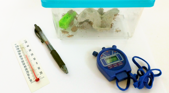 Materials for an experiment using crickets to determine the temperature