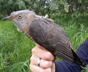 An Argos Doppler tag is seen on the back of a cuckoo