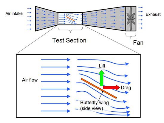 Drawing of lift and drag on a butterfly wing in a wind tunnel