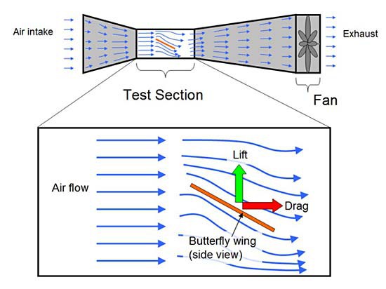 Build a Wind Tunnel and Test Butterfly Wings