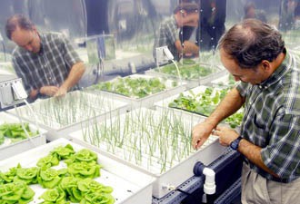 A man tends to plants in a hydroponic planter box