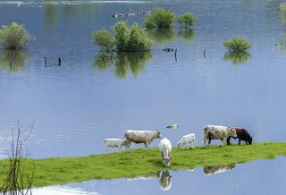 Photo of cows stuck on a patch of grass in a flooded plain