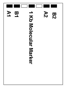 Seven rectangles line the top of a sheet of paper