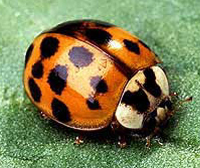 Ladybug image from University of Florida, Institute of Food and Agricultural Sciences